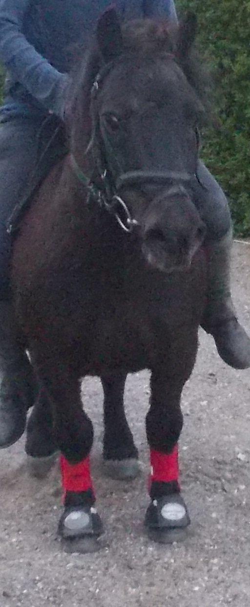 Shetlænder Charlie - Super glad pony. billede 7