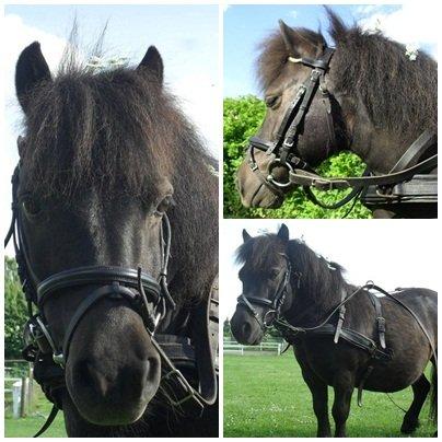 Shetlænder Charlie - Charlie med sit fine seletøj.  billede 10