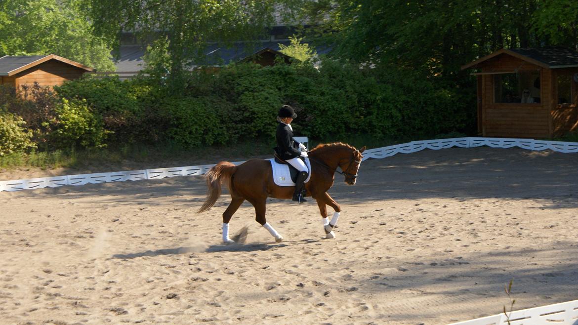 Anden særlig race Chico B-pony - Holterideklub finalen i KBH - Vinder af mesterskabet, og den dag red vi 70,3 %  billede 5