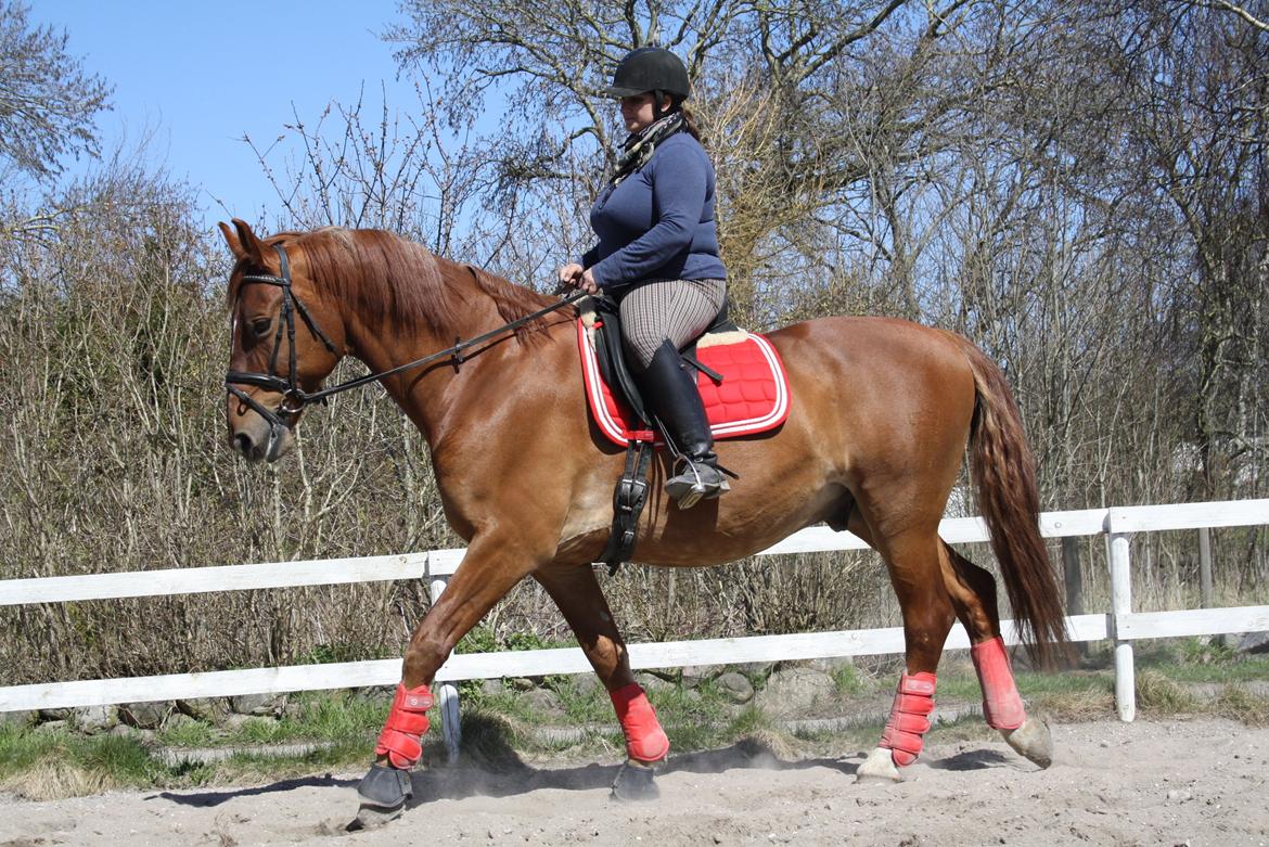 Frederiksborg Dandi Fuglebjerg billede 9