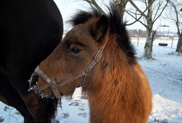 Anden særlig race Wilma billede 3