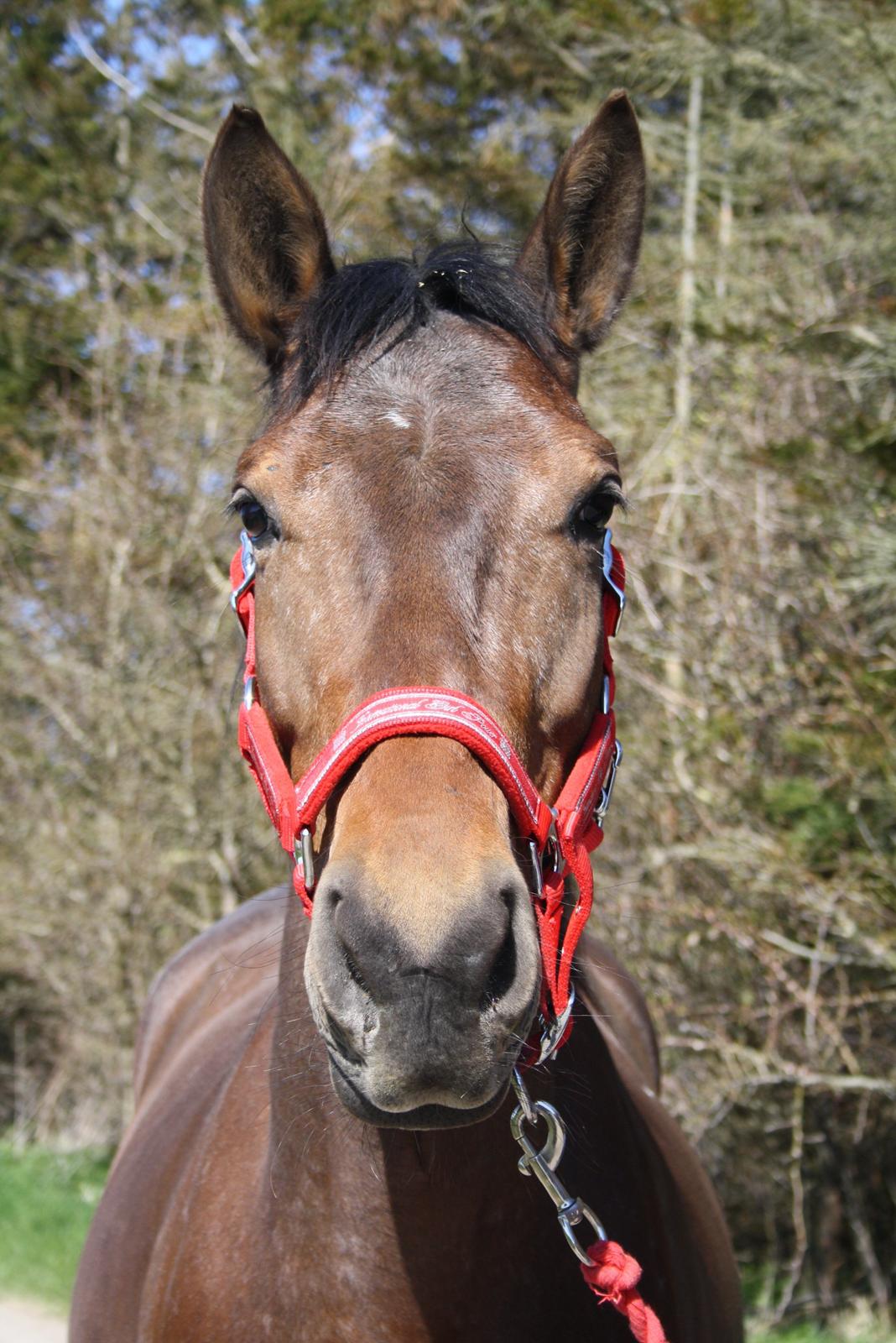 Anden særlig race Mona billede 1