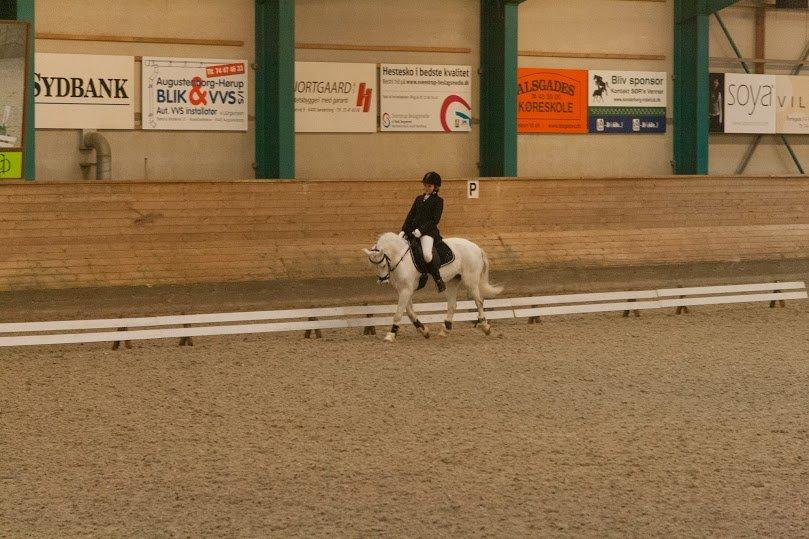 Welsh Mountain (sec A) Liberty - Han er den bedste! billede 3