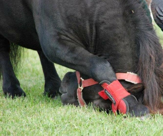 Shetlænder Charlie - Den bette pony der nejer billede 11