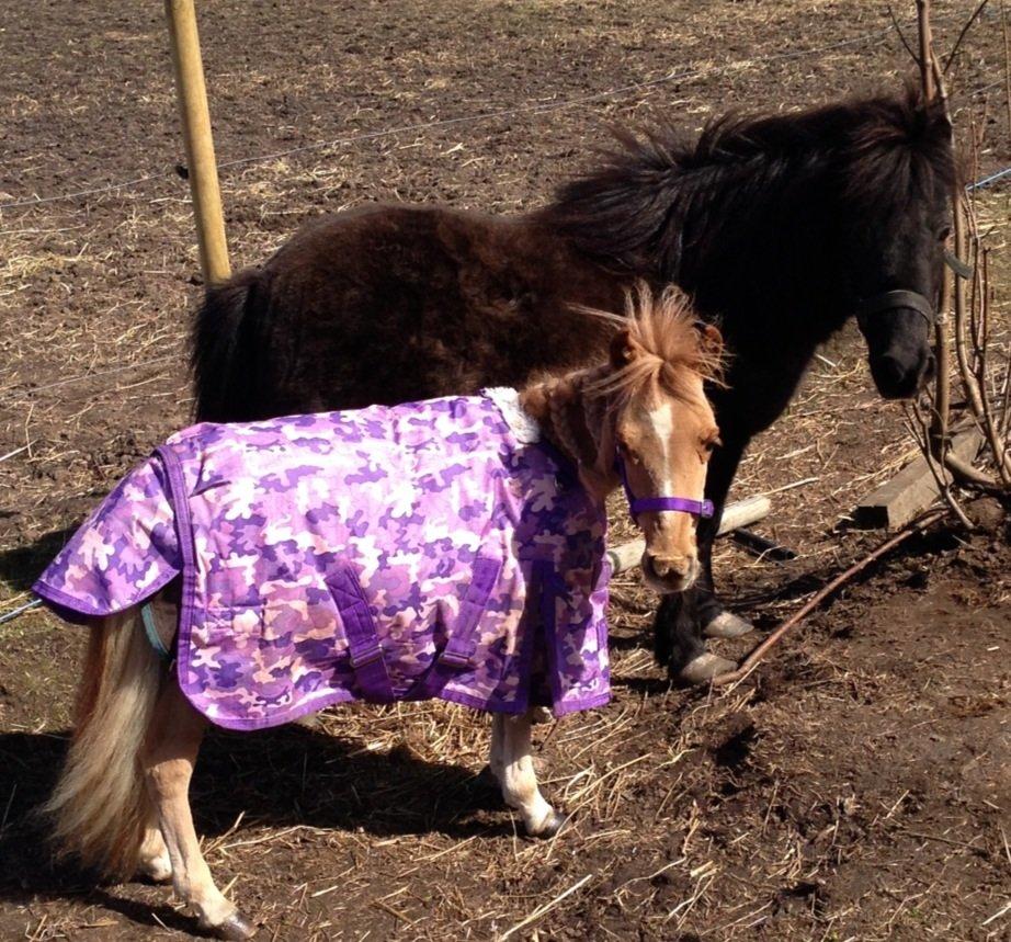 Dansk Miniature Milo <3 aka syge eller ponymature <3  billede 1