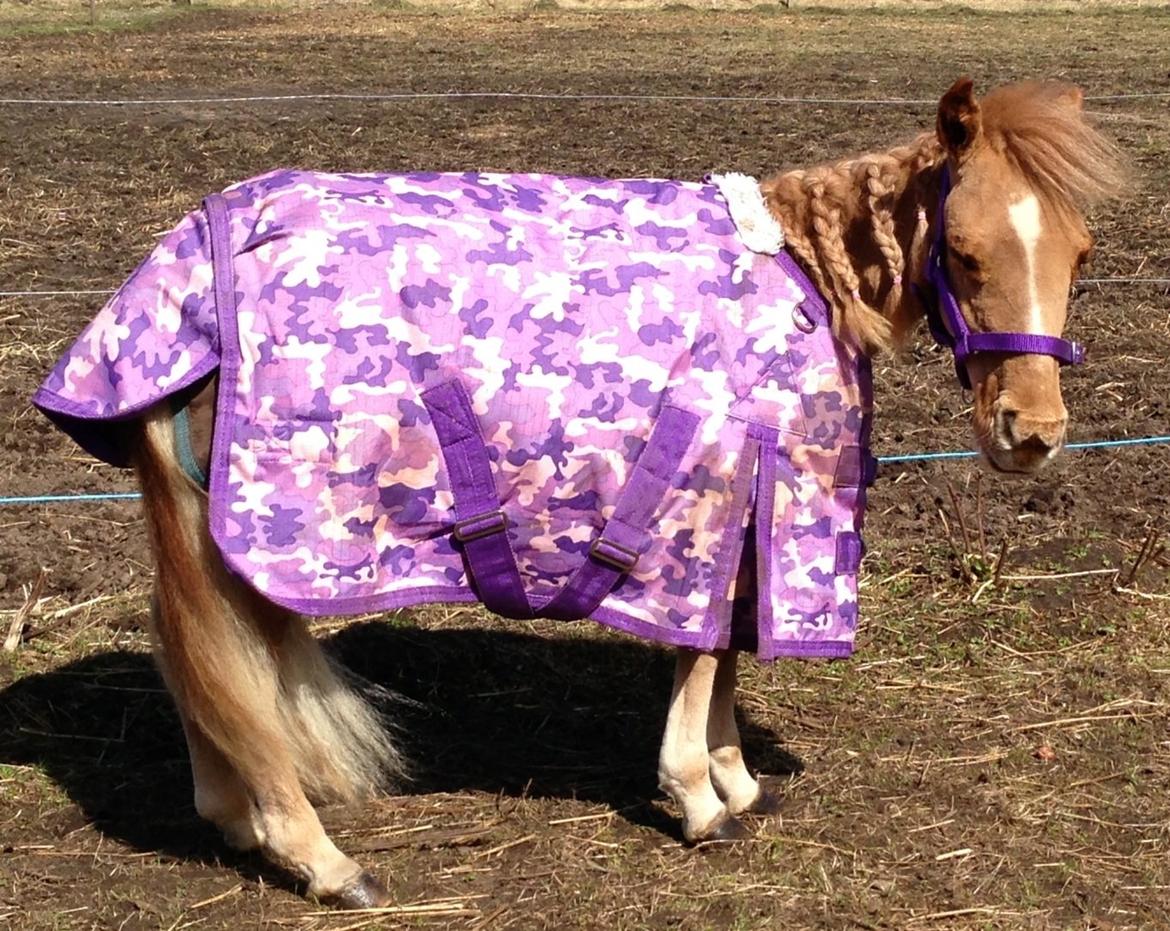 Dansk Miniature Milo <3 aka syge eller ponymature <3  billede 2