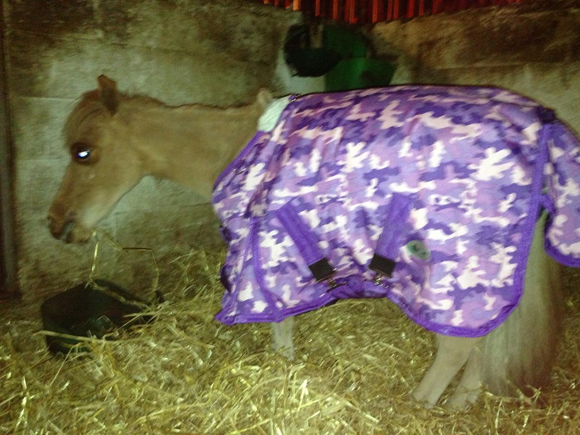 Dansk Miniature Milo <3 aka syge eller ponymature <3  billede 3