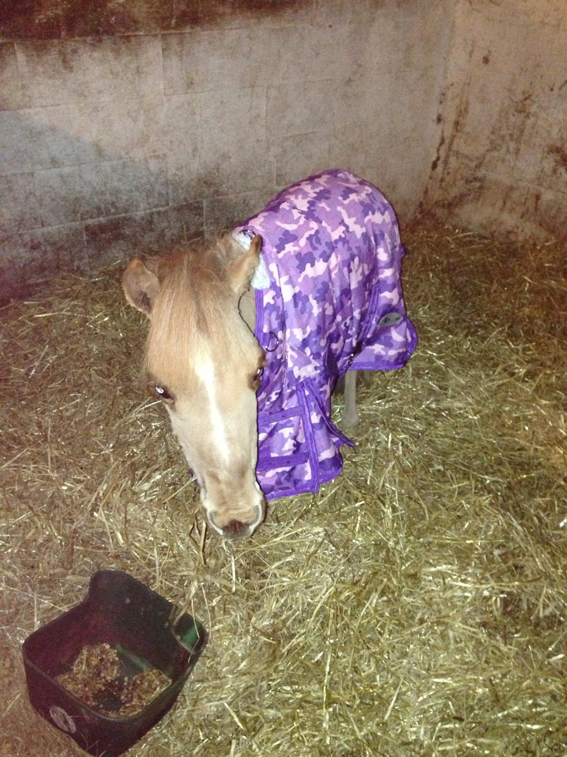 Dansk Miniature Milo <3 aka syge eller ponymature <3  billede 4