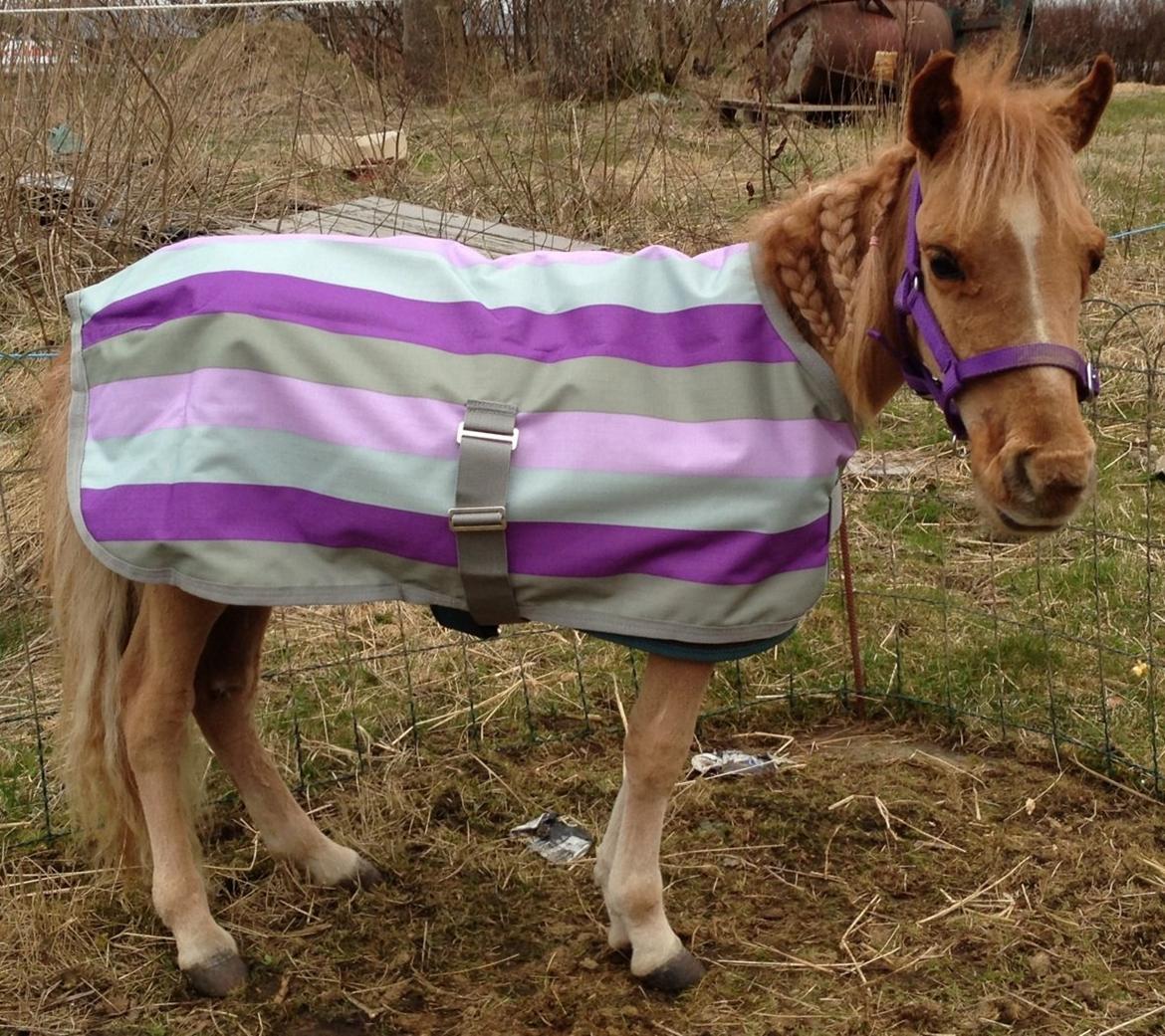 Dansk Miniature Milo <3 aka syge eller ponymature <3  billede 5