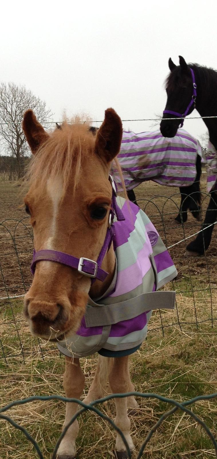 Dansk Miniature Milo <3 aka syge eller ponymature <3  billede 6