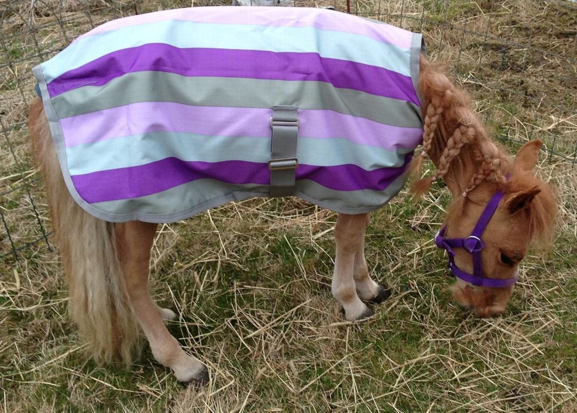 Dansk Miniature Milo <3 aka syge eller ponymature <3  billede 7