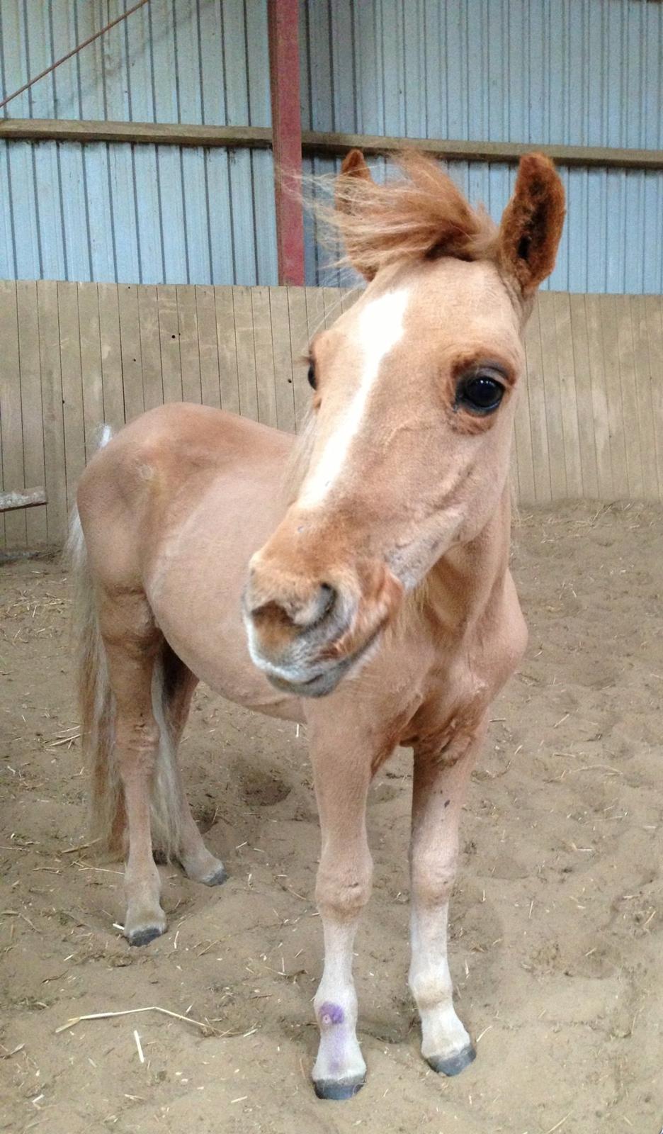 Dansk Miniature Milo <3 aka syge eller ponymature <3  billede 8