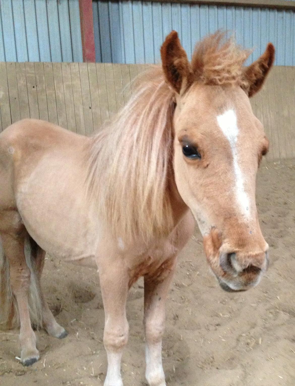 Dansk Miniature Milo <3 aka syge eller ponymature <3  billede 9