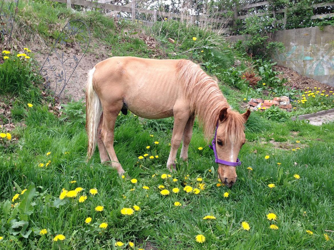 Dansk Miniature Milo <3 aka syge eller ponymature <3  billede 10