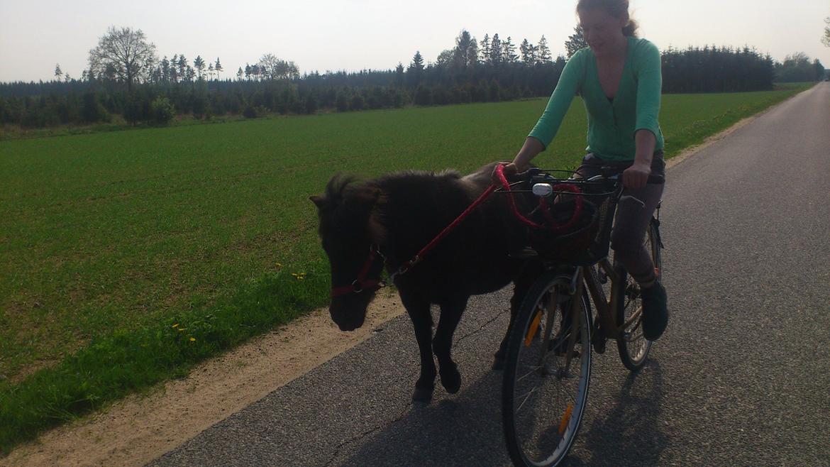 Shetlænder Madelien Af Hola(solgt) - Når hesten ligner ejeren. ;) billede 3