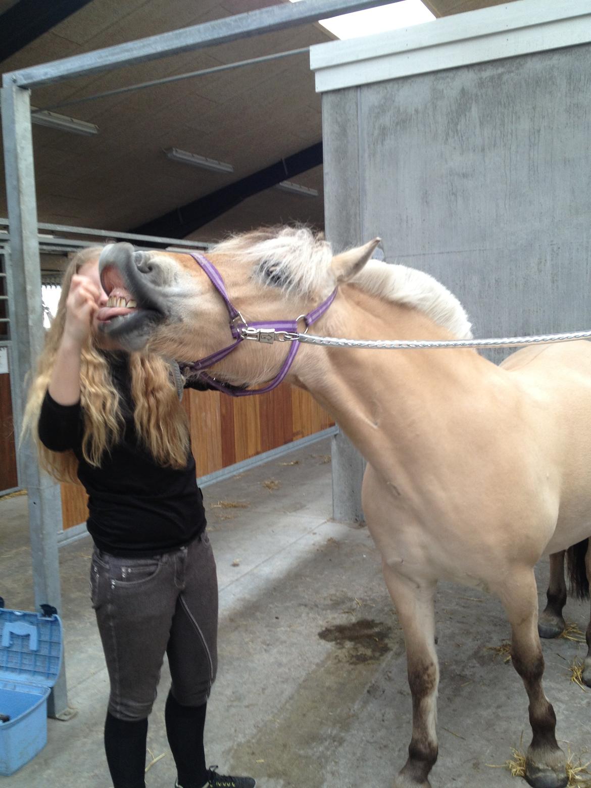 Fjordhest Freja <3 - tricks <3  billede 16