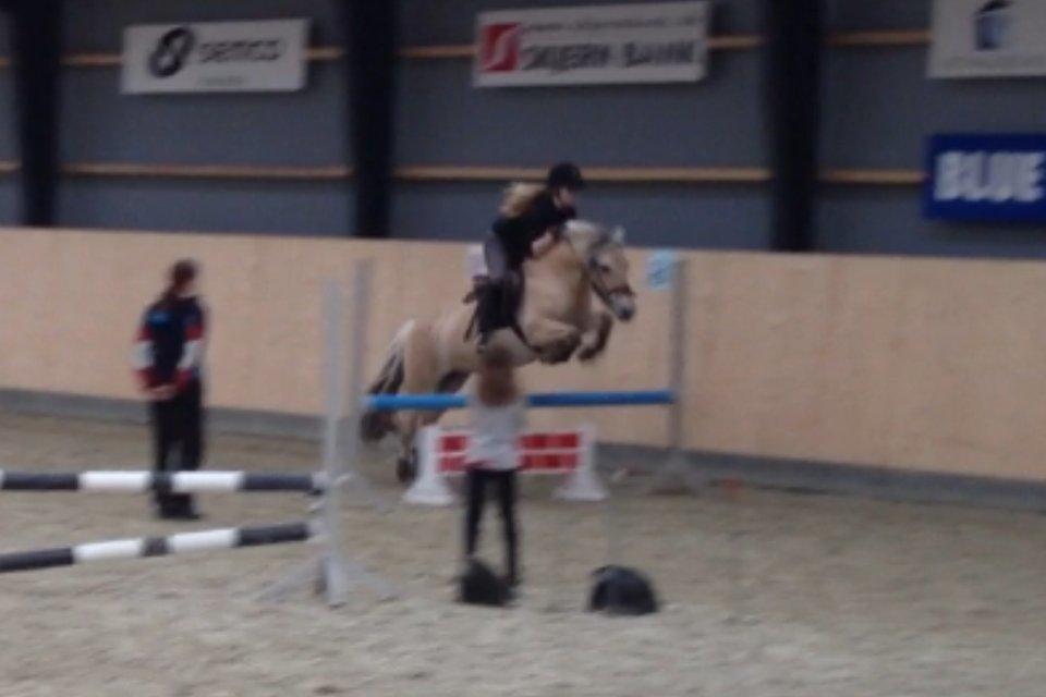 Fjordhest Freja <3 - føste gang vi springer en slags mur <3 billede 18