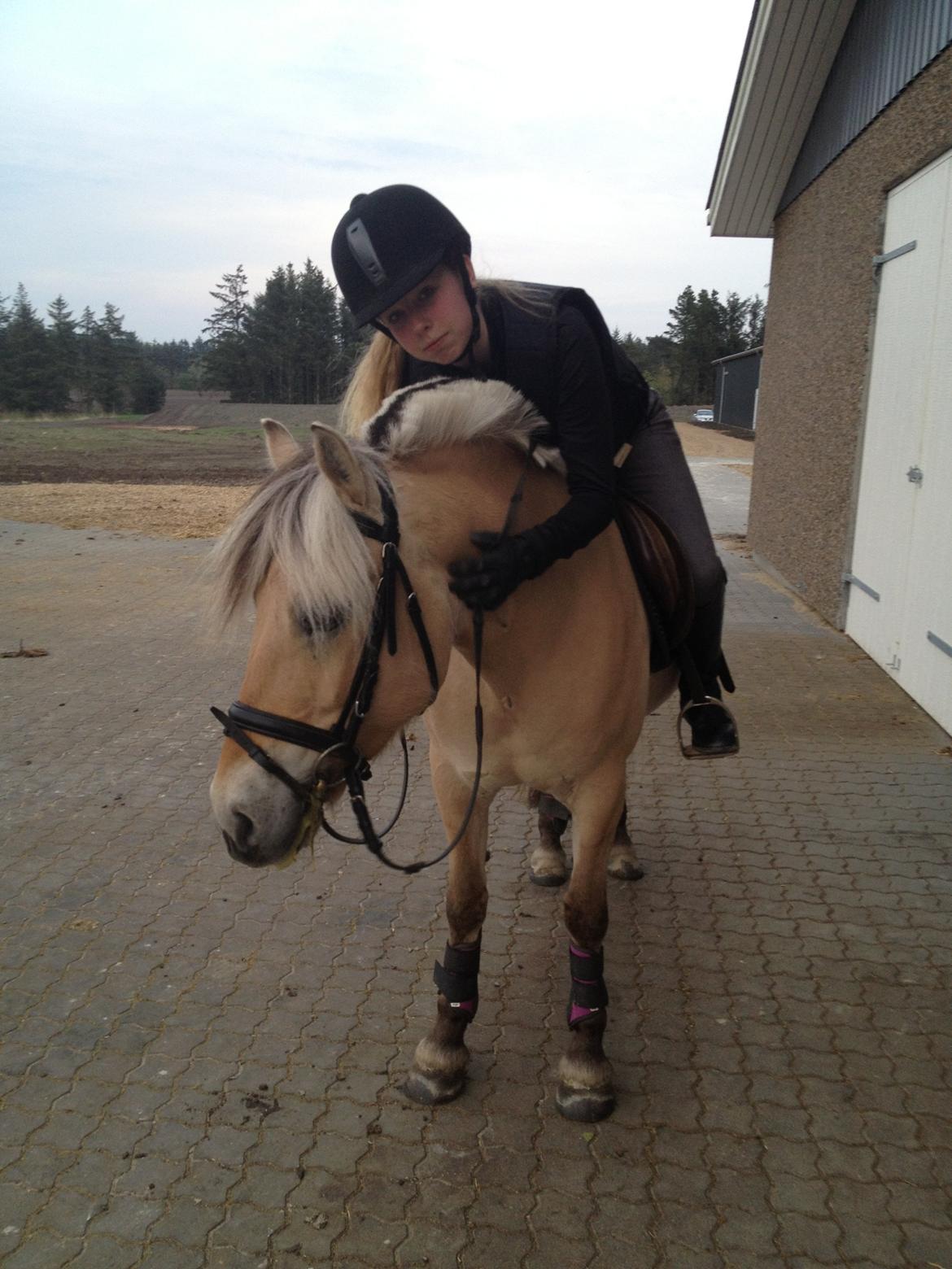 Fjordhest Freja <3 - et lille kram <3 billede 19