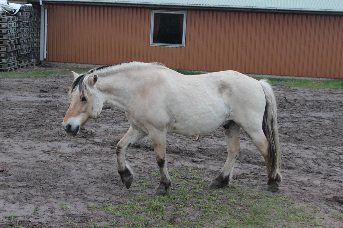 Anden særlig race Thor [Hjælper med at ride] billede 2