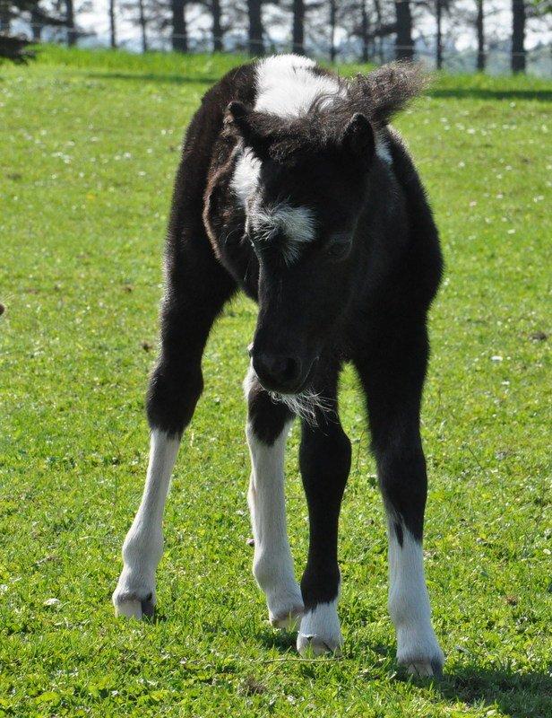 Anden særlig race » Hegnsholts Hopla <3 « - 18.05.2013 - smuksakken på fold <3 billede 10