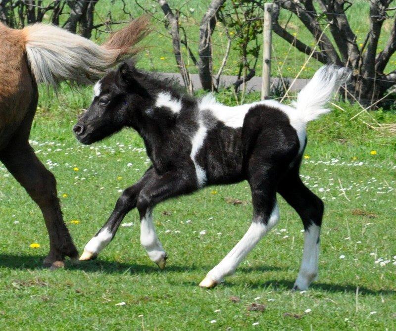 Anden særlig race » Hegnsholts Hopla <3 « - 18.05.2013 - Hopla er i hopla ;) Fuld speed, her knap 24 timer gammel! billede 1