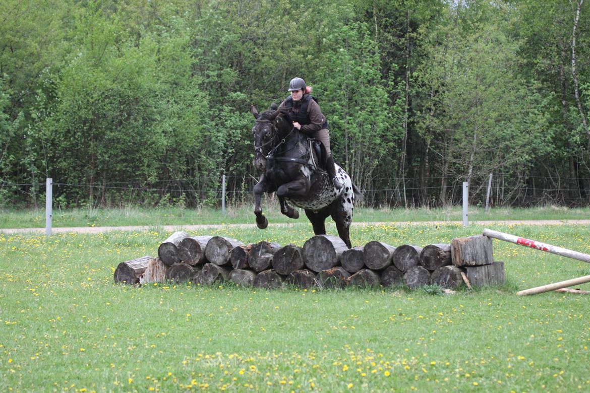 Knabstrupper Ramzez Ådal - Maj 2013 billede 19