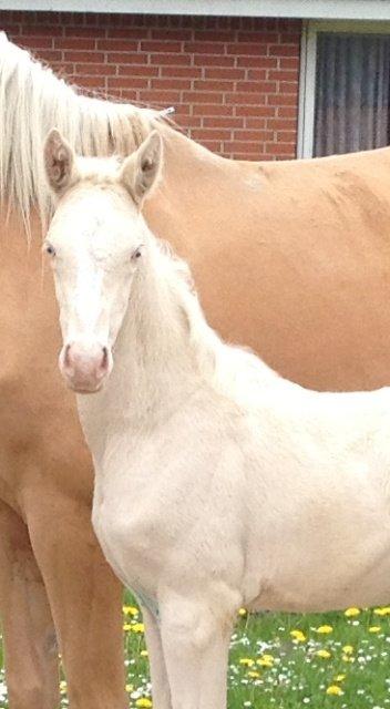 Palomino MOELLEAAENS BONNY LASS billede 2