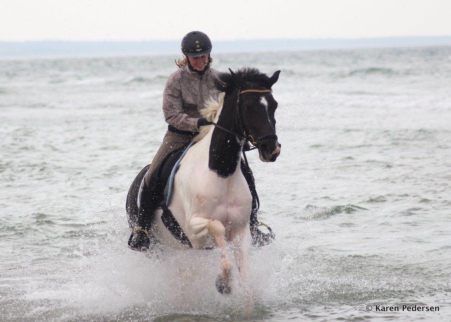 Pinto Vestervangs Miss Zorba - Zorbas første strandtur 19/5-13 :) billede 16