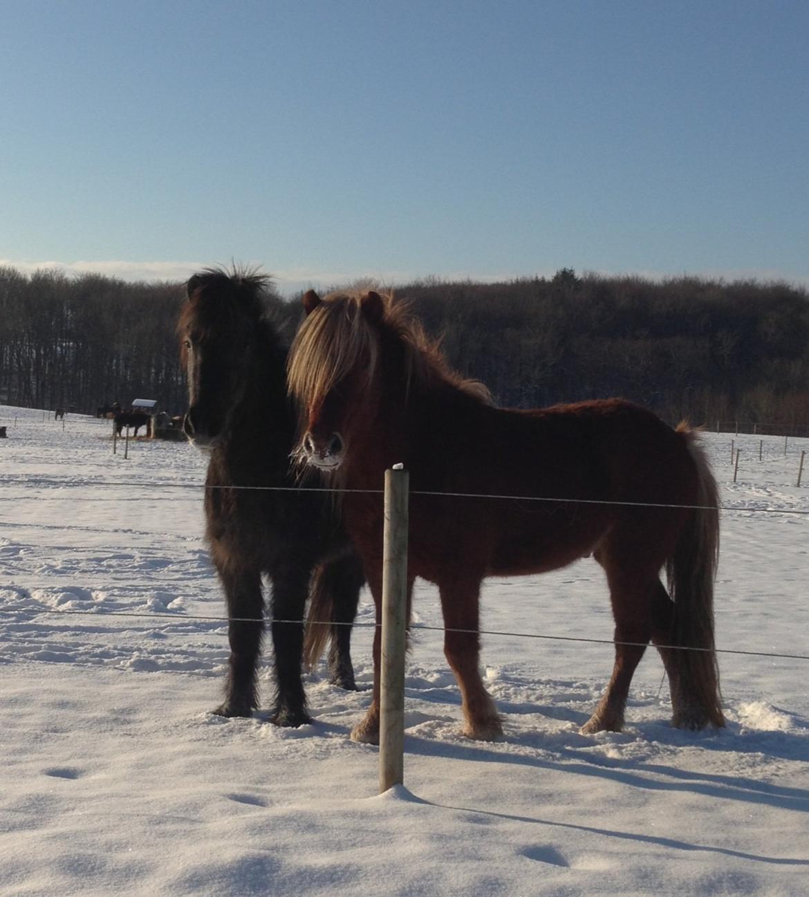 Islænder Sölvi frá Yggdrasil billede 9