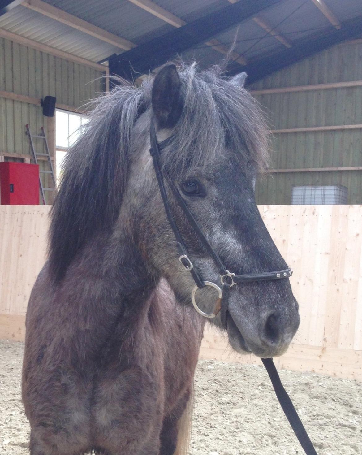 Islænder Sölvi frá Yggdrasil billede 7