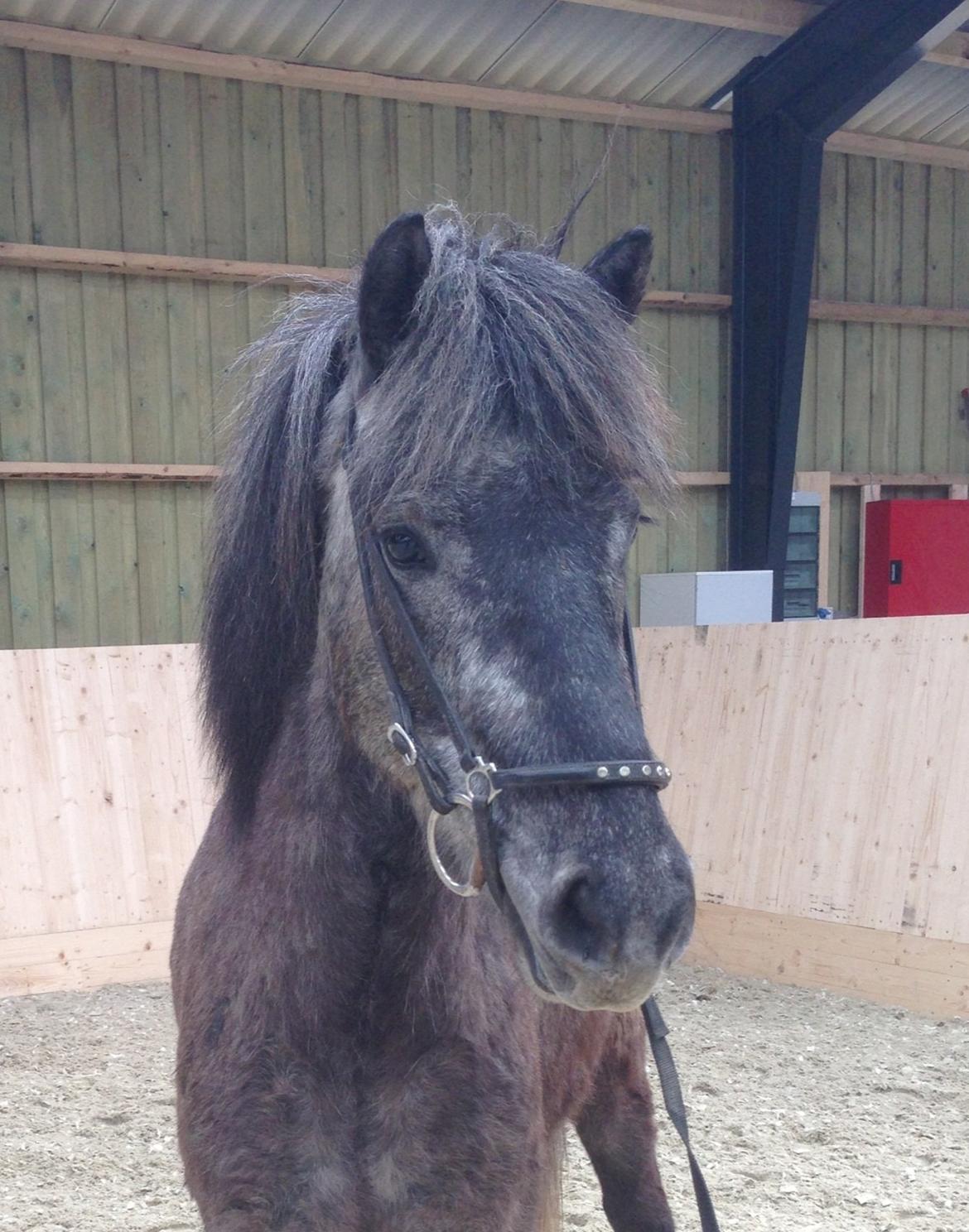 Islænder Sölvi frá Yggdrasil billede 8