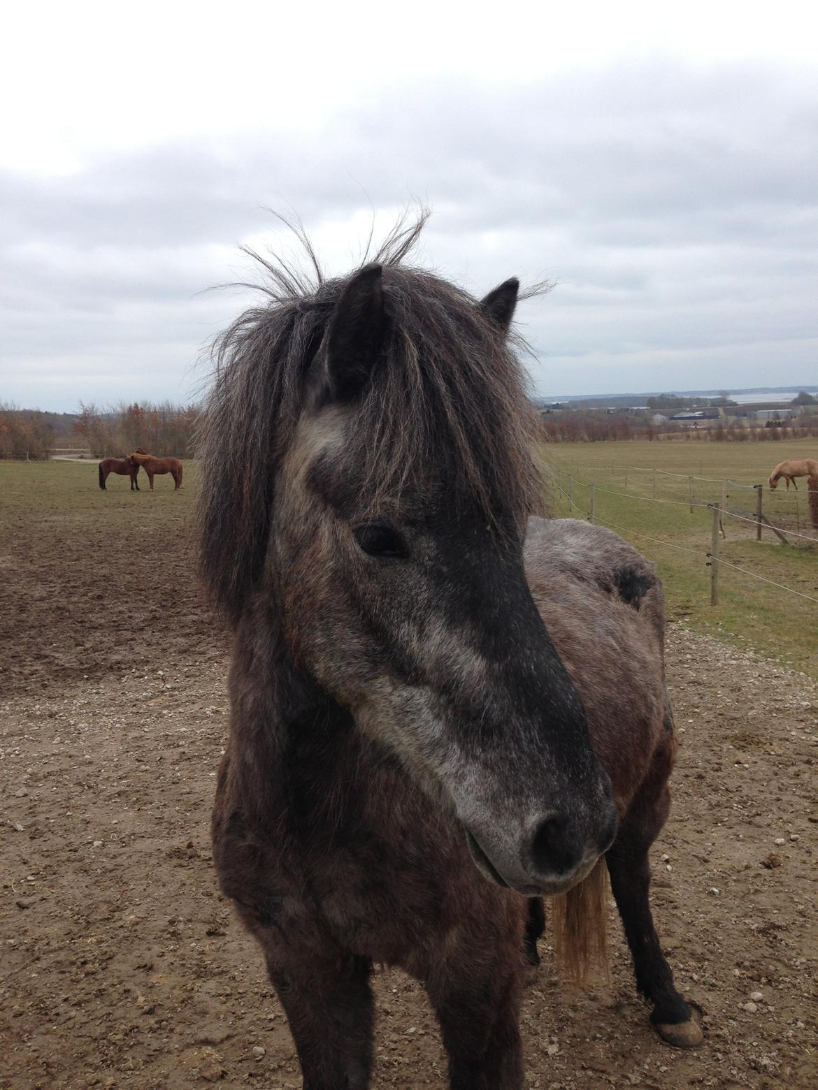 Islænder Sölvi frá Yggdrasil billede 3