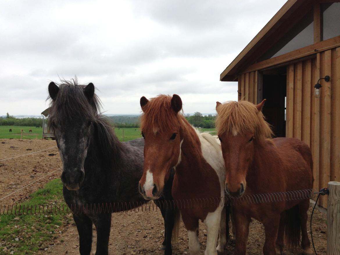 Islænder Sölvi frá Yggdrasil billede 4