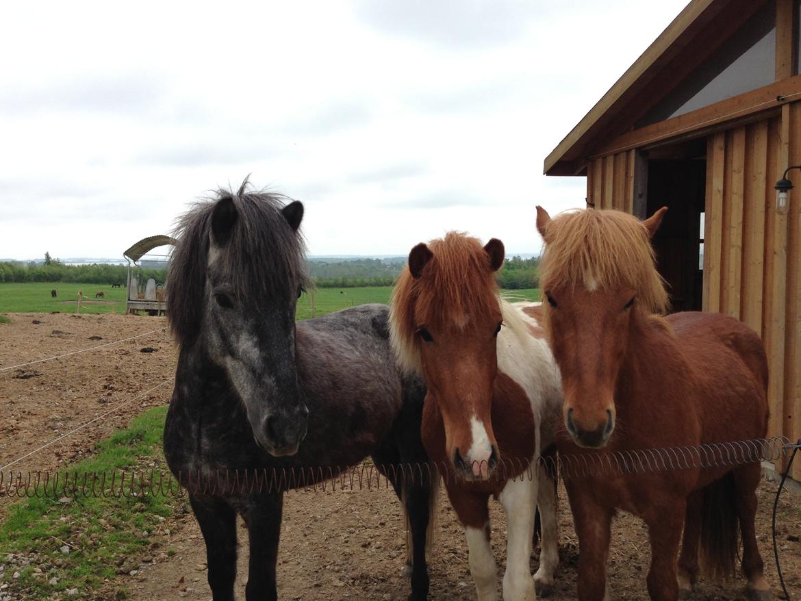 Islænder Sölvi frá Yggdrasil billede 5