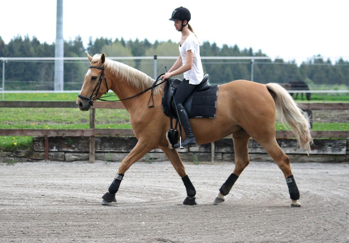 Palomino Chess Stauslykke - Foto: Siw billede 2