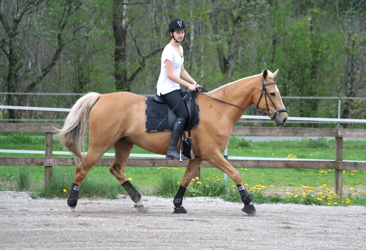 Palomino Chess Stauslykke - Foto: Siw billede 10