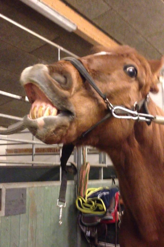 Anden særlig race Mr. Lonely [Der var engang..] - Miss You... You amile, I smile :'( billede 17