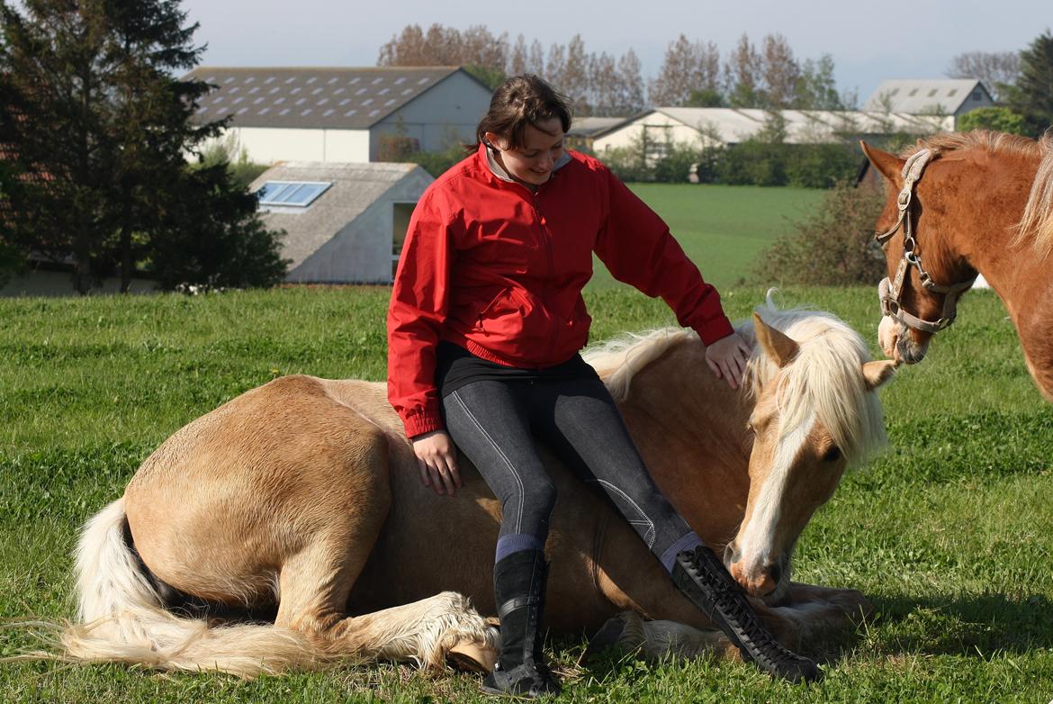 Welsh Cob (sec D) Rosalinde - Rosa den 19 Maj 2013 billede 15