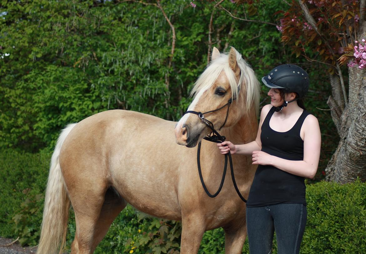 Welsh Cob (sec D) Rosalinde - 19 maj 2013 billede 17