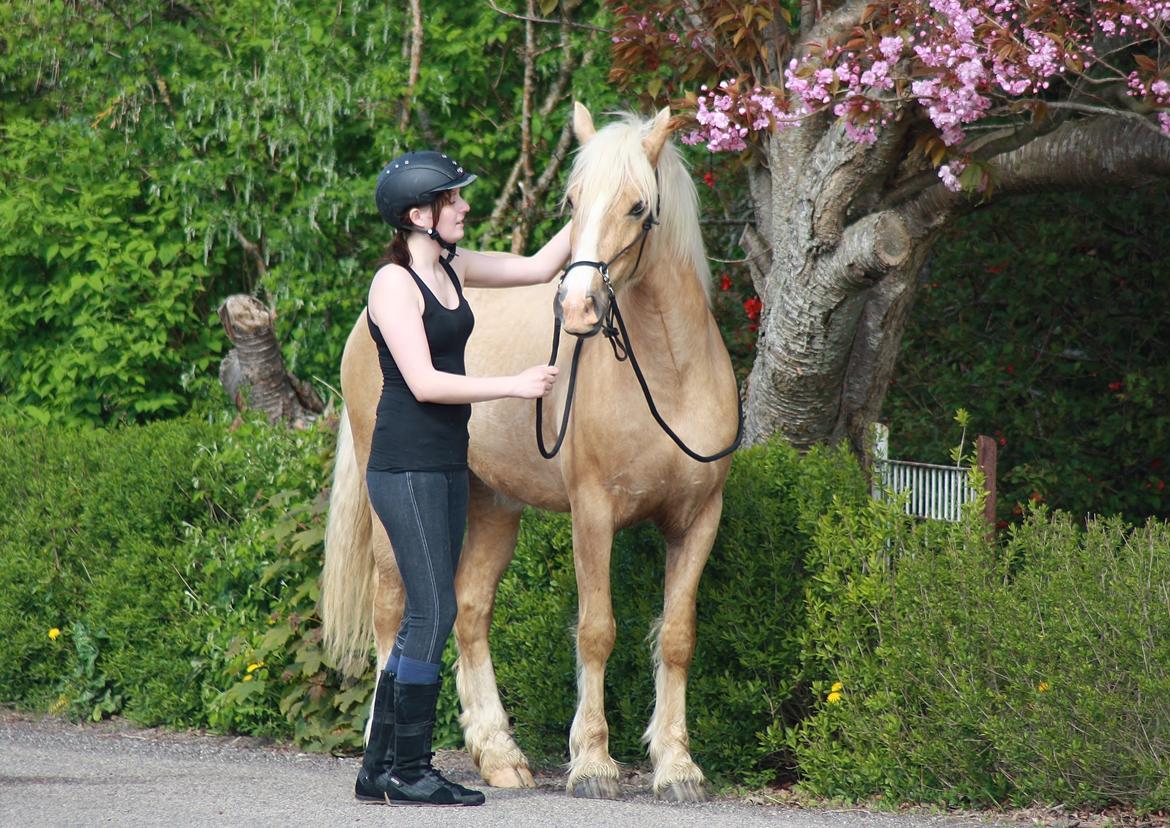 Welsh Cob (sec D) Rosalinde - 19 Maj 2013 billede 26