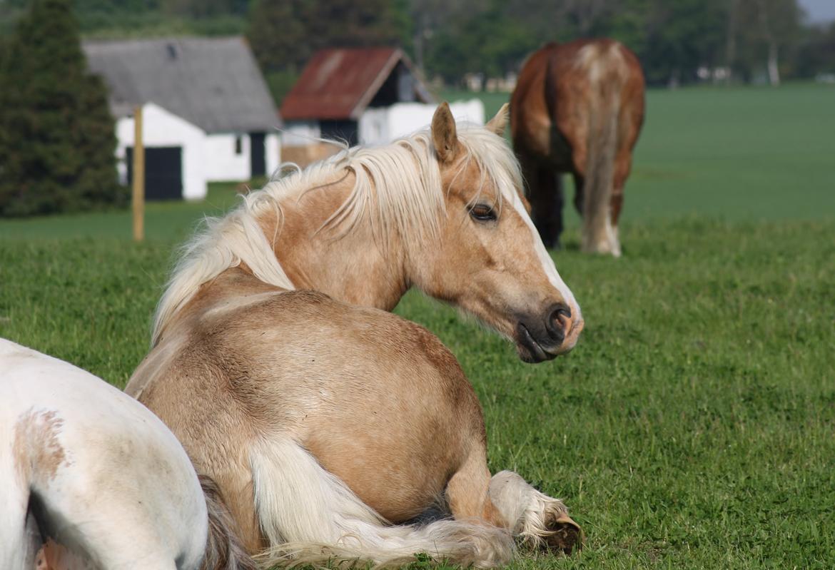 Welsh Cob (sec D) Rosalinde - Tager en slapper 19 Maj 2013 billede 18