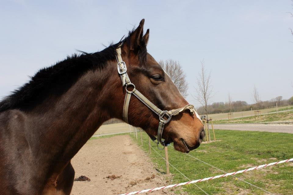Dansk Varmblod Nørballes Manitoba-Legend billede 18