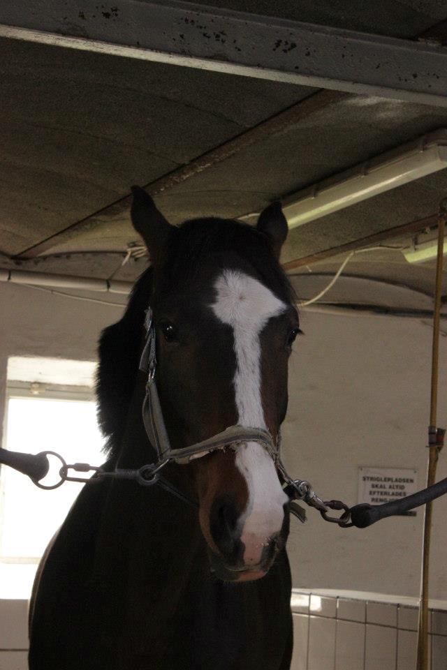 Dansk Varmblod Nørballes Manitoba-Legend billede 19