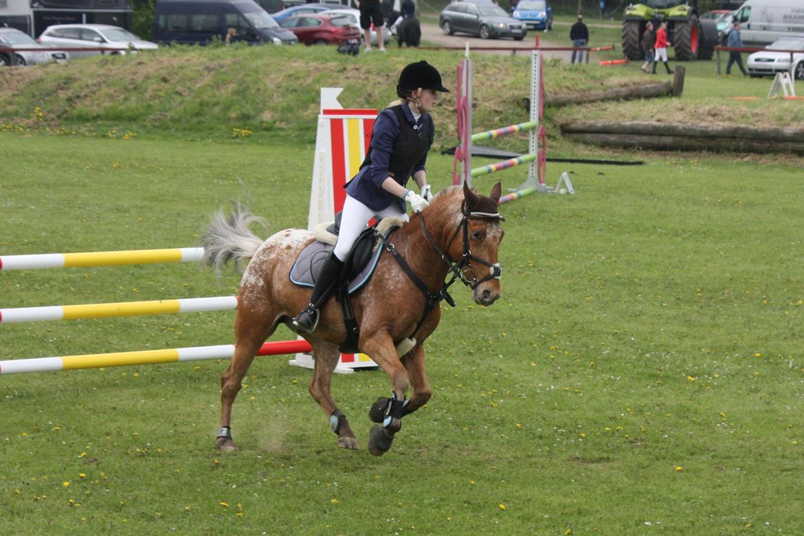 Knabstrupper Skovgårdens Rollo<3 (SOLGT) - LA* i Kolding <3 billede 15