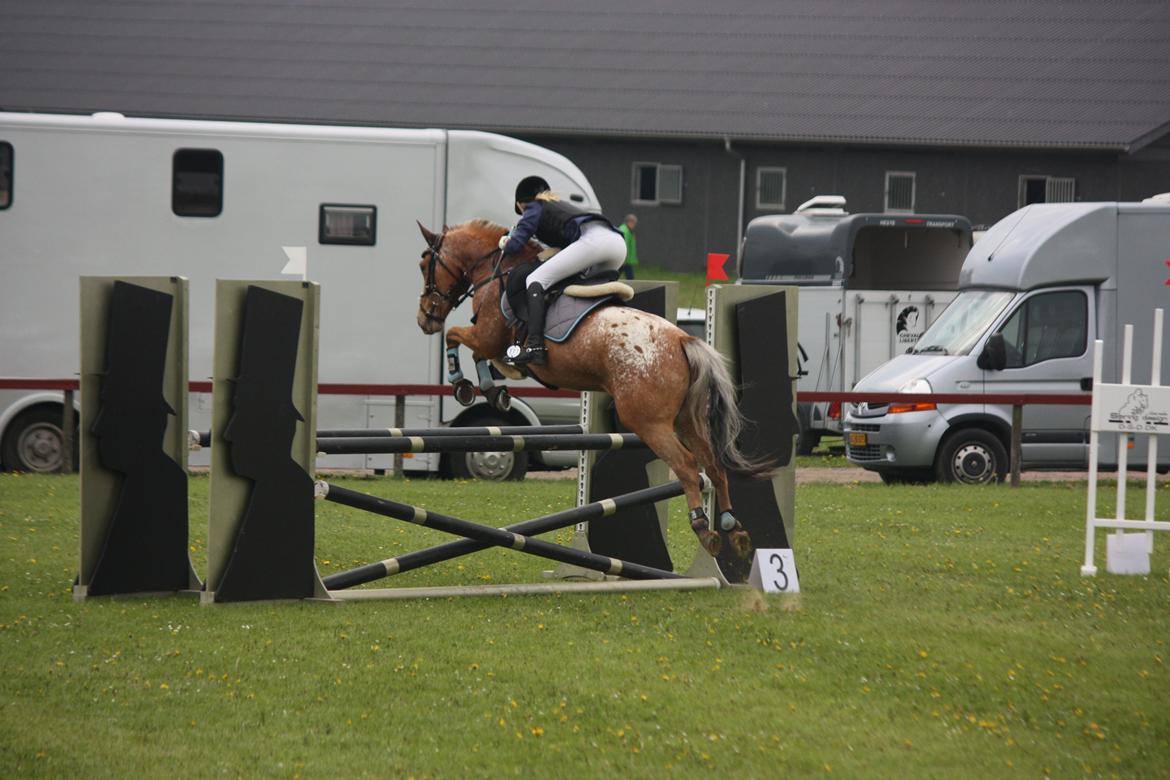 Knabstrupper Skovgårdens Rollo<3 (SOLGT) - Min seje lille basse :* billede 10