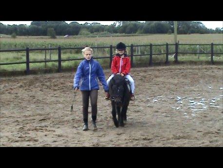 Knabstrupper Gizmo [min søsters pony] - NYT billede 5