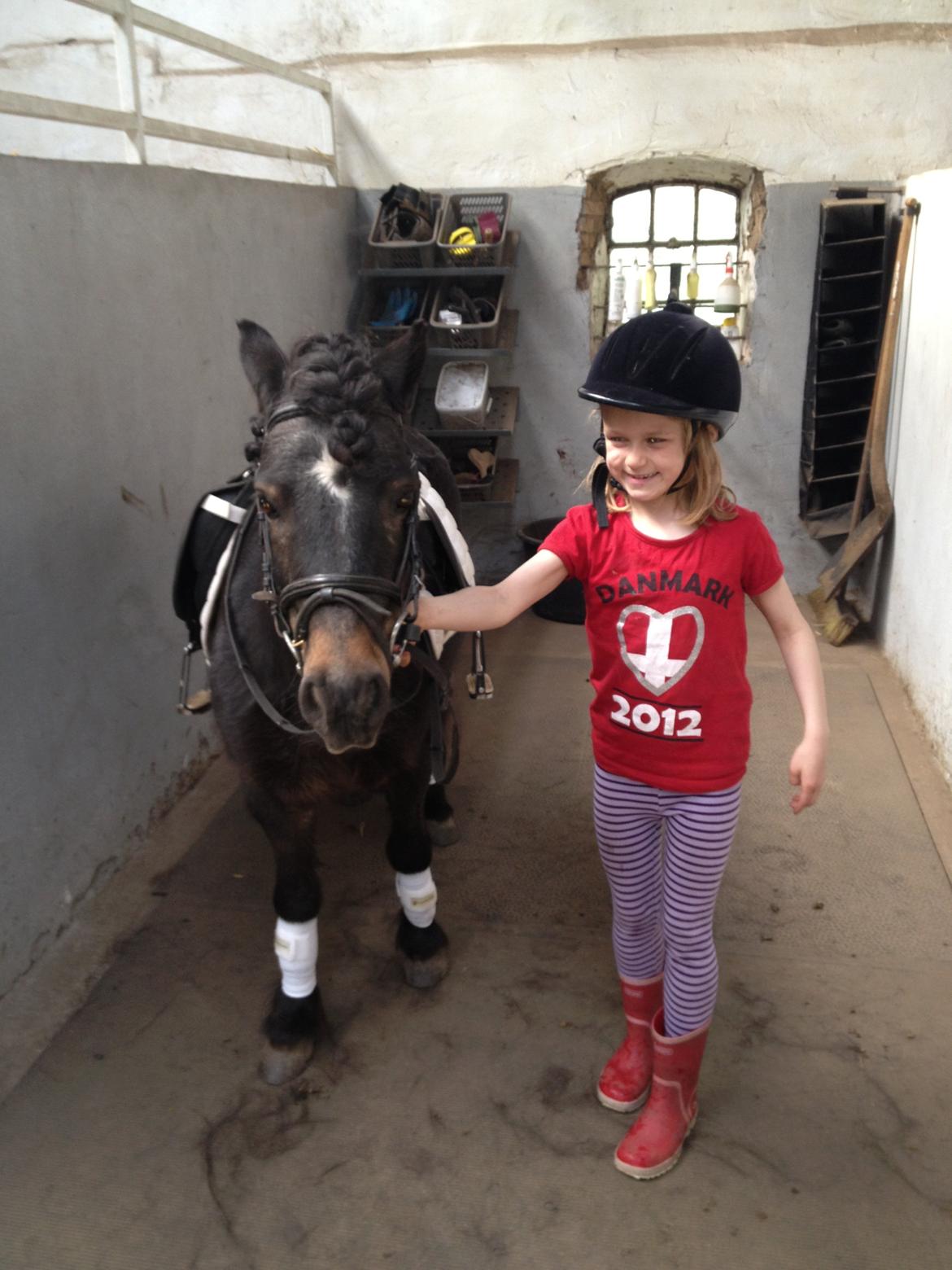 Knabstrupper Gizmo [min søsters pony] - NYT Klar til at komme ud at ride ;) billede 15