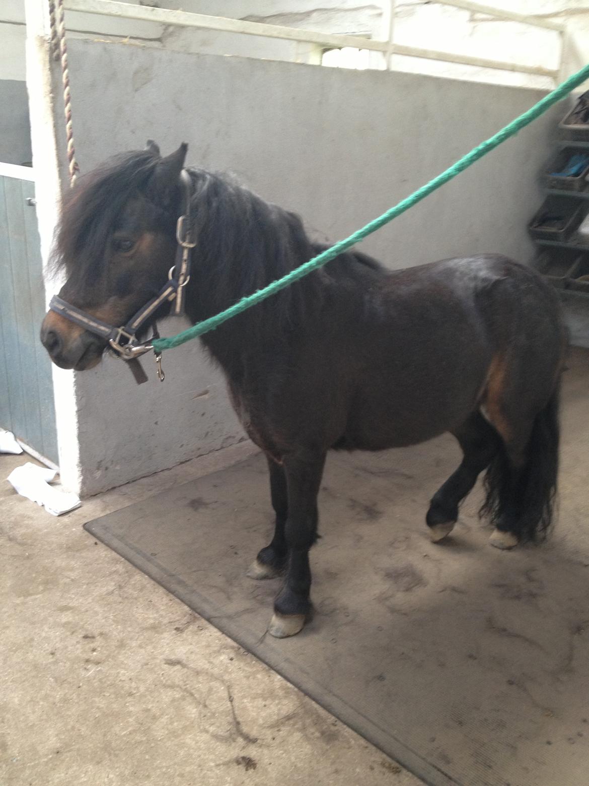 Knabstrupper Gizmo [min søsters pony] - NYT slapper af :) billede 16