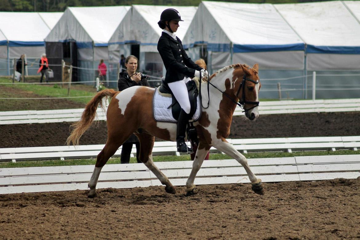 Anden særlig race Trebjerregårds Grand Manier - Morsø 2013 <3
fantastisk oplevelse billede 1