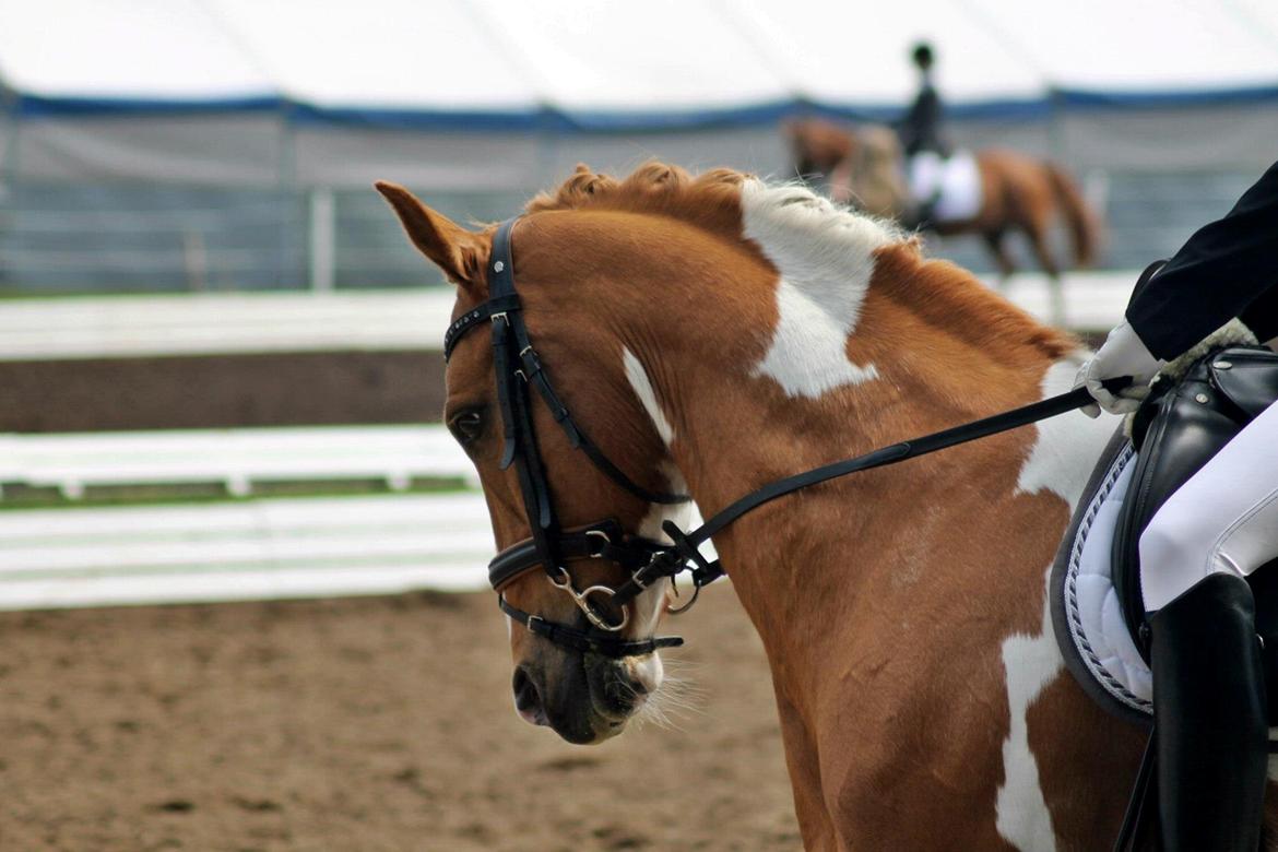 Anden særlig race Trebjerregårds Grand Manier billede 19